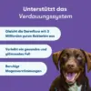 Die Vorteile von Probiotika für Hunde neben einem Corgi abgebildet