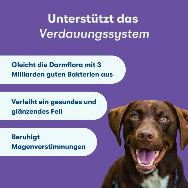 Die Vorteile von Probiotics+ für Hunde Die Vorteile von Probiotika für Hunde neben einem Corgi abgebildet