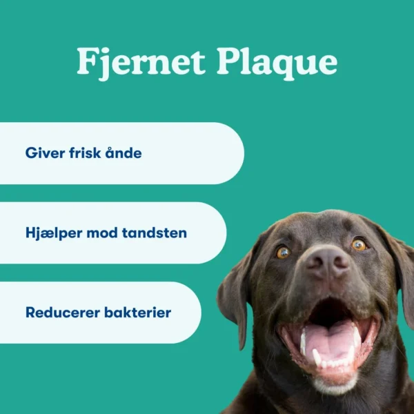 (Deens) (10) (1) (Deens) (10) (1)